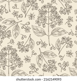 Seamless pattern with dichroa febrifuga lour: dichroa plant, leaves and dichroa febrifuga flowers. Cosmetic, perfumery and medical plant. Vector hand drawn illustration.