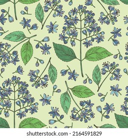 Seamless pattern with dichroa febrifuga lour: dichroa plant, leaves and dichroa febrifuga flowers. Cosmetic, perfumery and medical plant. Vector hand drawn illustration.