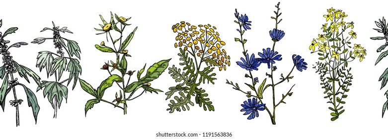 Seamless pattern with different herbs and flowers, horizontal
