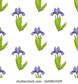 Seamless pattern with Dwarf lake iris. Hand drawn botanical vector illustration