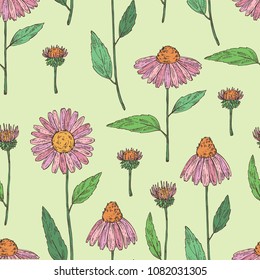 Seamless pattern with echinacea: plant, leaves and echinacea flowers. Cosmetics and medical plant. Vector hand drawn illustration.