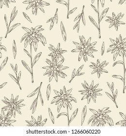 Seamless pattern with edelweiss: edelweiss flowers and leaves. Leontopodium. Cosmetic and medical plant. Vector hand drawn illustration