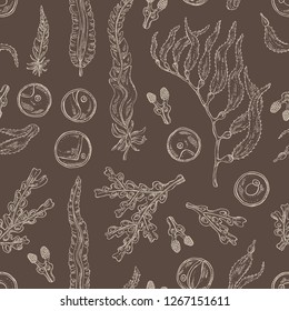 Seamless pattern with edible seaweed: laminaria seaweed, macrocystis, chlorella seaweed and fucus. Brown algae. Vector hand drawn illustration
