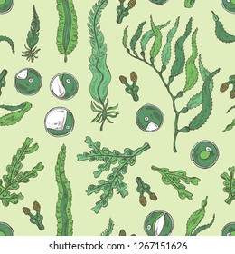 Seamless pattern with edible seaweed: laminaria seaweed, macrocystis, chlorella seaweed and fucus. Brown algae. Vector hand drawn illustration