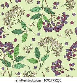 Seamless pattern with elderberry black: branch of elderberry , berries, flowers and leaves. Vector hand drawn illustration. 