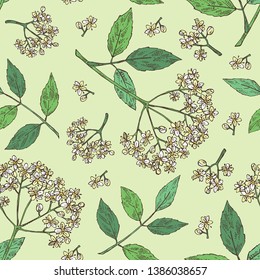 Seamless pattern with elderberry black: branch with elderberry flowers and leaves. Cosmetic and medical plant. Vector hand drawn illustration.