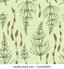 Seamless pattern with equisetum: plant and escape equisetum. Horsetail. Cosmetics and medical plant. Vector hand drawn illustration.