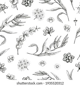Seamless Pattern with Eucalyptus leaves, young shoots and branches of eucalyptus with flowers, buds and seeds. Detailed hand-drawn sketches, vector botanical illustration.  For textile