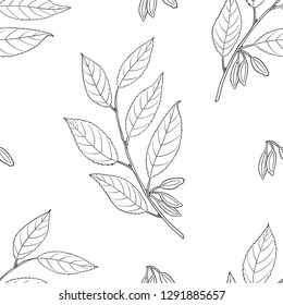 Seamless pattern of Eucommia ulmoides (Hardy Rubber Tree). Vector illustration. Medicinal plant.