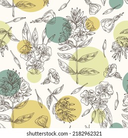 Seamless pattern with evening primula: oenothera plant, leaves and evening primula flowers. Oenothera. Cosmetic, perfumery and medical plant. Vector hand drawn illustration