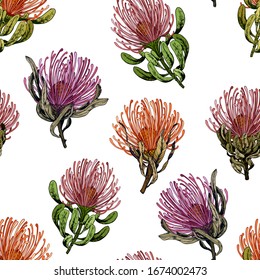 Seamless pattern with exotic Pincushion Protea flowers. Vector illustration isolated on white background.