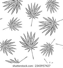 Seamless pattern with fan palm tree leaf in sketch style. Vector illustration