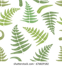 Seamless pattern of fern leaves on a white background. Vector illustration