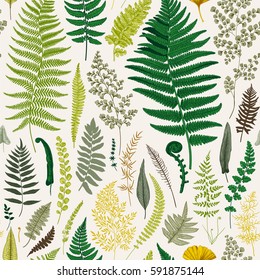 Seamless pattern. Ferns. Vintage vector botanical illustration. Colorful