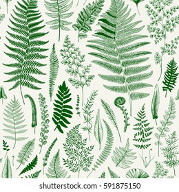 Seamless pattern. Ferns. Vintage vector botanical illustration. Green