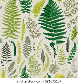 Seamless pattern. Ferns. Vintage vector botanical illustration