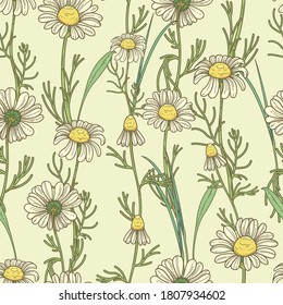 Seamless pattern with field chamomile