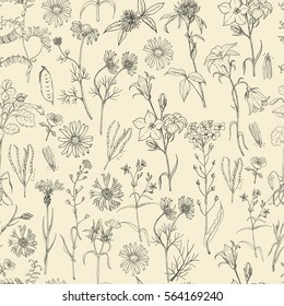 Seamless pattern with field flowers and herbs. Vector illustration for your design