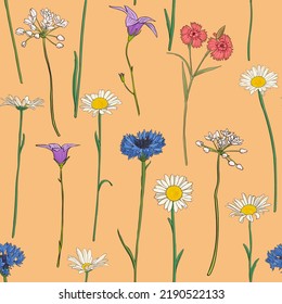 nahtloses Muster mit Feldblumen, Vektorgrafik-Hintergrund mit Wildpflanzen , Blumenwiese , handgezeichnete botanische Illustration