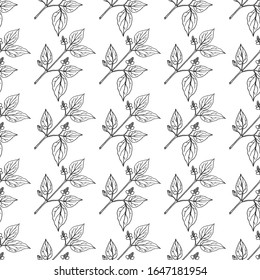 Seamless pattern with Fish mint (Houttuynia cordata). Hand drawn botanical vector illustration