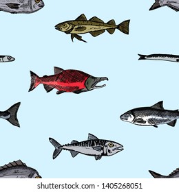 Seamless pattern of fish. Vector cartoon background. Hand-drawn style.