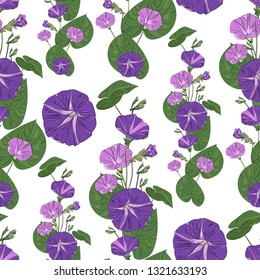 Seamless pattern with floral ornament. Endless texture for season design.  Ipomoea pes-caprae. Spring flowers