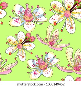 seamless pattern  flower of Saxifrage urbrosa  vector illustration