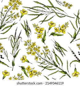 Patrón sin foco con canola florida. Patrón botánico, ilustración vectorial. Ramas de canola florida sobre un fondo blanco