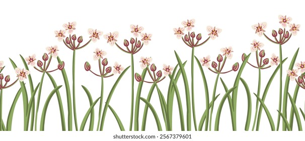 seamless pattern with flowering rush, Butomus umbellatus, vector drawing wild plants at white background, floral border, hand drawn botanical illustration