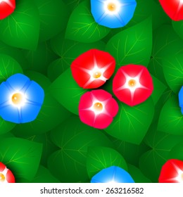 Seamless pattern with flowers ipomoea morning glory.