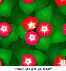 Seamless pattern with flowers ipomoea red star