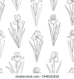 Seamless pattern flowers Irises graphics black and white colors vector illustration