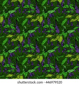 Seamless pattern with flowers of salvia on green background