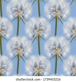 Seamless pattern. Fluffy white dandelion with seeds on a blue background. Wildflowers. Vector background