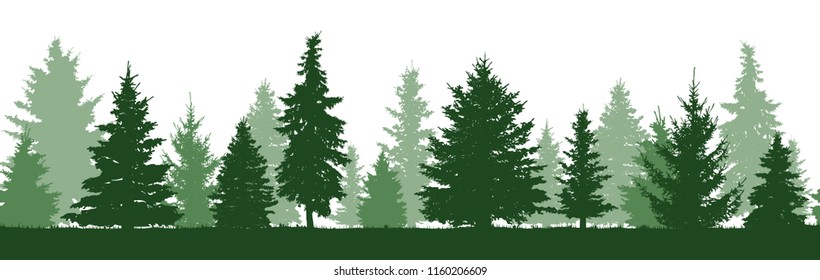 Seamless pattern of forest fir trees silhouette. Coniferous green spruce. Vector 