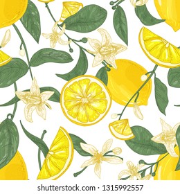 Seamless pattern with fresh juicy lemons, whole and cut into pieces, flowers and leaves on white background. Backdrop with citrus fruits. Botanical vector illustration in antique style for wallpaper.