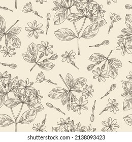 Seamless pattern with gardenia taitensis: tiare plant, leaves and gardenia taitensis flowers. Gardenia tahitian, tiare tree flower . Cosmetic, perfumery and medical plant. Vector hand drawn