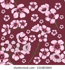 seamless pattern of geraldton wax, australian native plant. Hand drawn vector illustration