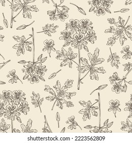 Seamless pattern with geranium: geranium plant, leaves and geranium flowers. Pelargonium graveolens. Cosmetic, perfumery and medical plant. Vector hand drawn illustration