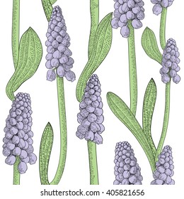 Seamless pattern with grape hyacinth, or muskari, on white background. Vector illustration.