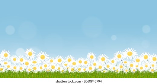 Seamless pattern grass field on summer nature background with chamomiles flowers and blue sky,Vector Endless Spring background with white flower and abstract blurry bokeh light effect 