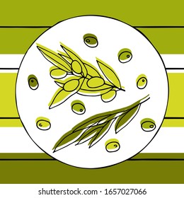 Patrón de aceitunas verdes sin mar. Abran las ramas de olivo a rayas. Bayas dibujadas a mano y hojas de oliva. Ilustración de las plantas vectoriales para embalaje, impresión, textil, papel de embalaje