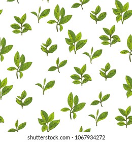 seamless pattern with green tea, hand-drawn leaves and branches of tea