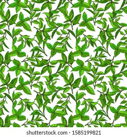 seamless pattern with green tea, hand-drawn leaves and branches of tea