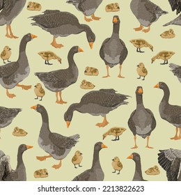 Seamless pattern with Greylag goose. The gray domestic goose stands, looks for food, takes off and swims. Geese and goslings. Farm Birds. Realistic Vector print