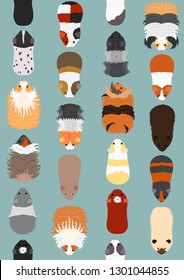 seamless pattern of guinea pig