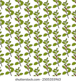 Patrón sin fisuras con Ashwagandha dibujado a mano, o ginseng indio (Withania somnifera), planta medicinal. Ilustración vectorial