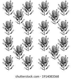 Seamless pattern of hand drawn Australia banksia flower. Wild flower seamless pattern on white background. Exotic print. Vintage motives. for cards, posters, postcard design, logo, for printed matter.