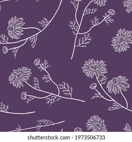Seamless pattern with hand drawn chamomile