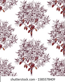 Seamless pattern with hand drawn cocoa trees. Vector illustration